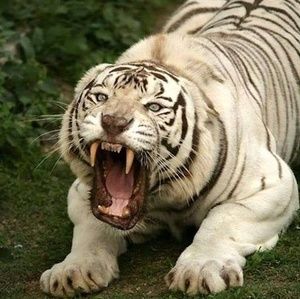 Meet your Posher, Ronald